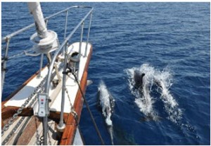 1 maggio Triangolo dei Cetacei @ La Spezia - Capraia - Corsica